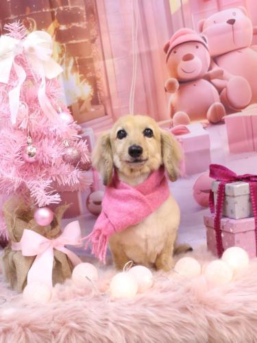 20241229ここあちゃん